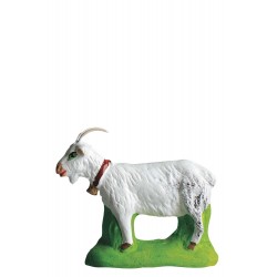 chèvre blanche